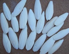 12-15 Sepiaschalen 7-10 cm ca