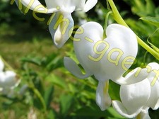 TRÄNENDES HERZ WEIß