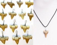 🦈 Fossiler Hai Zahn