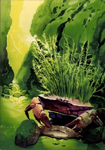 Künstler wendt krebs - ak, wendt,
