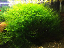 Große Javamoos Pflanze, Java-Moos, Aquarienpflanzen Moospflanze, Java Moos