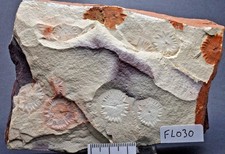 Possible pre- cambrian