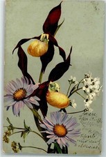 39623133 - Gelber Frauenschuh