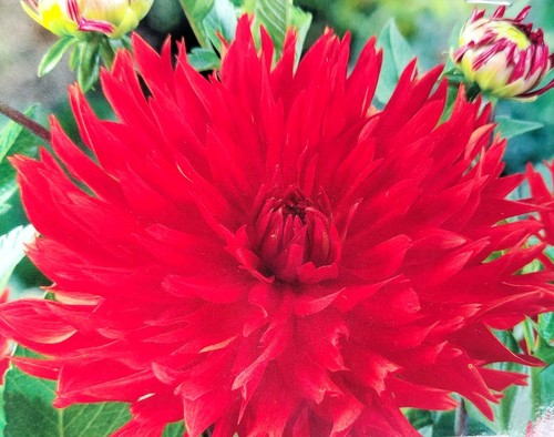Dahlien knollen berger - dahlien,