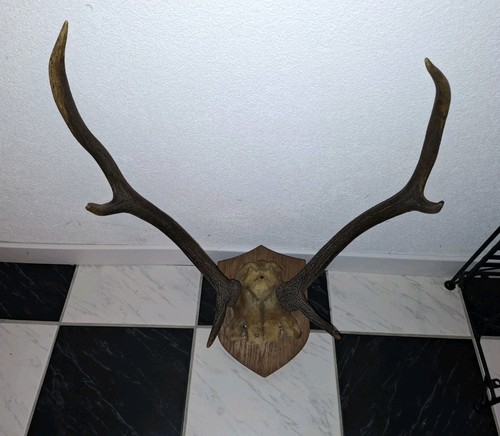 Geweih auf holzplatte zur - geweih,