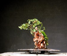 Bonsai outdoor winterhart