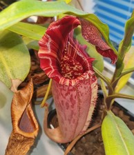 Nepenthes x tiveyi 'Red Queen'