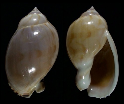 7238 casmaria erinacea - 7238,