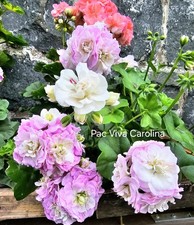 Pelargonie Geranie  hängend