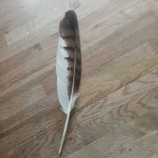 Vogelfeder,Deko, Basteln