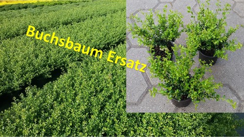 Ilex crenata glorie gem - crenata,