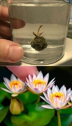 Mehrfarbige zwergseerose - mehrfarbige,