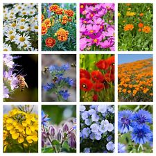 Blumenwiese  13000 Samen 10g Bienen Mischung mit Kräutern Wildblumen Bienenweide