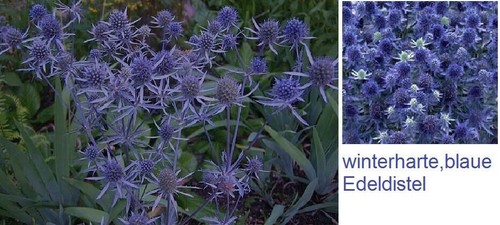 Blaue distel pflanze für - distel,