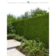 Lebensbaum Thuja Brabant 200-225 cm. 7 Thuja Pflanzen. Sichtschutz Hecke