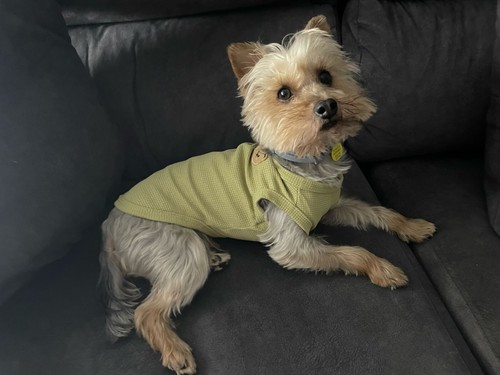 Hunde katzen bekleidung - katzen,