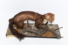 Taxidermie Tierpräparat - Steinmarder auf Holzplatte - 48 x 17 cm