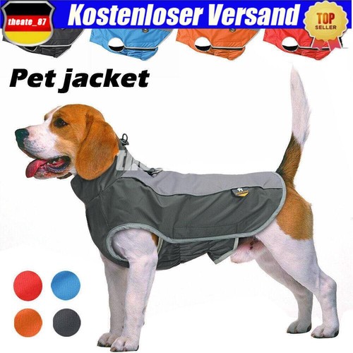 Großer hund outdoor warme - hund,