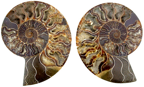 Kreide aioloceras besairiei - kreide,