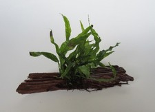 Mangrovenholz m. Microsorium pt. petit -Javafarn Mangrove Aquarium Wasserpflanze