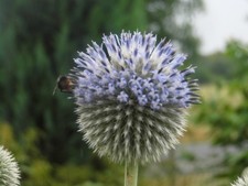 8  Jungpflanzen  -