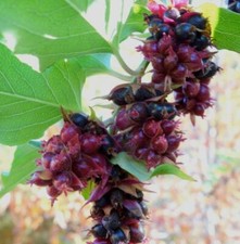 SAMEN Karamell-Beere: seltenes exotisches Saatgut - leckere Früchte - Samen.