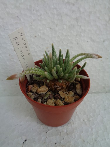 Avonia quinaria kakteen - quinaria,