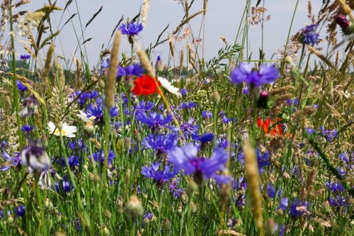 10000 samen blaue kornblume - blaue, *