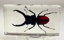 2.8 " Echt Hirsch Käfer IN