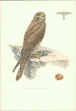 Kunstdruck - Offsetdruck