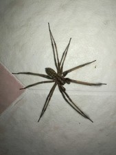 oodfghgh dcgfhjdj dxgfhjfg