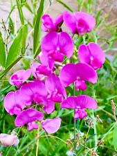 Pinke Wicke Vicia Sativa Sommerwicke Sichtschutz Wildblumen bienenfreundlich