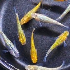 Medaka Eier Yozakura Lame