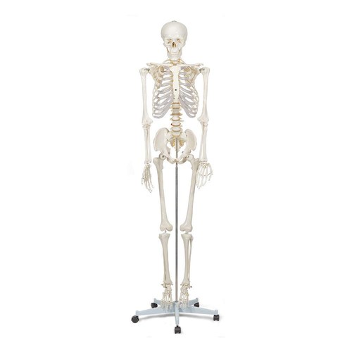 Elementary anatomy - elementary,