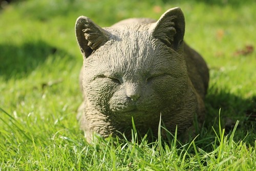 Katze liegend hockend
