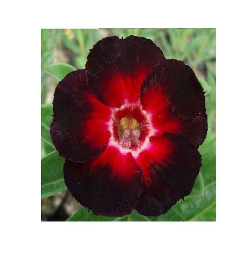Adenium obesum - 3x,