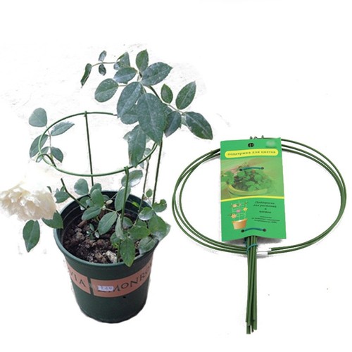 Pflanze blumenstand spalier - pflanze,