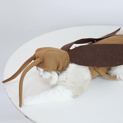 Hunde halloween kostüm für - halloween,