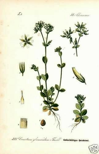 Knäuel hornkraut cerastium - knäuel,