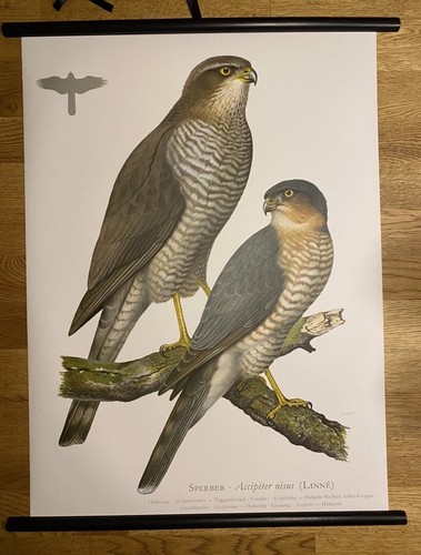 Sperber vogel greifvögel - sperber,