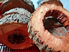 Hohle Baumscheibe Pflaume 1