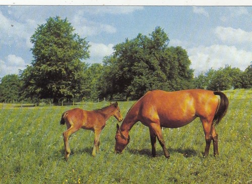 Tiere pferd mit fohlen - pferd,