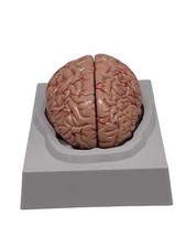 VEVOR Zerlegbarer Schädel, 8-teiliges farbiges Schädelmodell für Ausbildungszwec