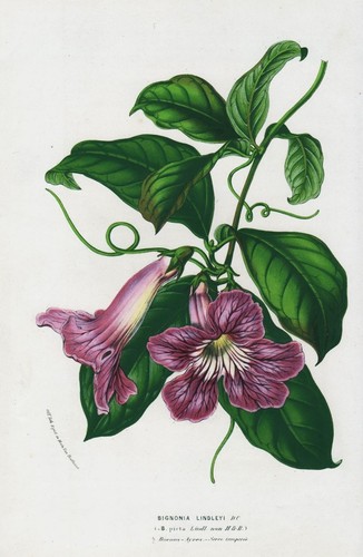 Bignonia argentina blumen - bignonia,