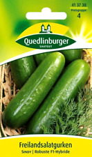 Freilandsalatgurke Sindy F1 - robust, vorwiegend weiblich blühend - Gurken Samen