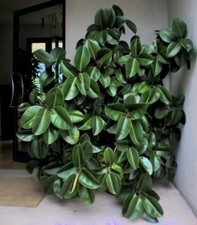 Ficus altissima Pflanze für die Wohnung drinnen Zimmerpflanze groß Bambus