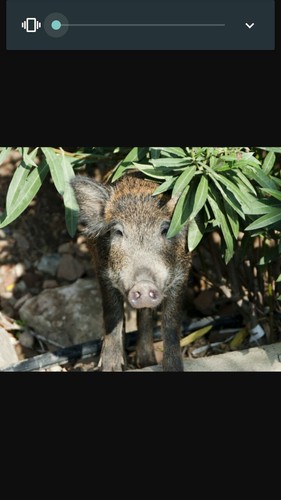 Wildschwein,Überläufer,Frisc