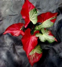 80001705 Syngonium Red Belly