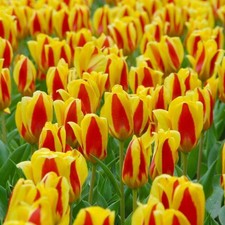 niedrige Seerosen - Tulpen Stresa  Gr. 10/11 (10 Blumenzwiebeln)