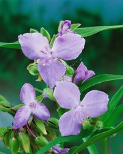 Tradescantia x andersoniana